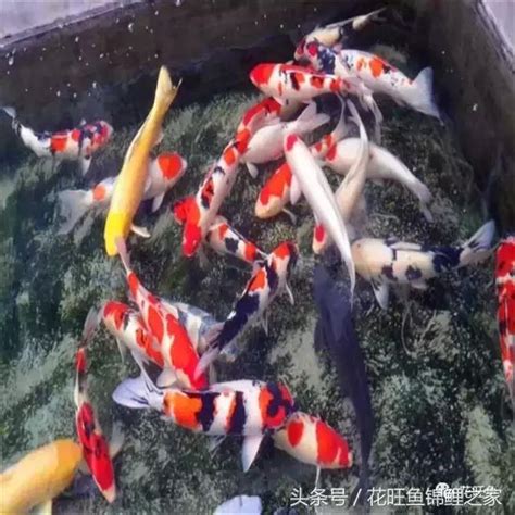 招財鯉魚|錦鯉旺風水！黃金招財、丹頂助事業 飼養數量位置有。